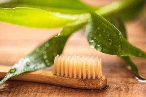 Closeup of bamboo plant and eco friendly toothbrush photo