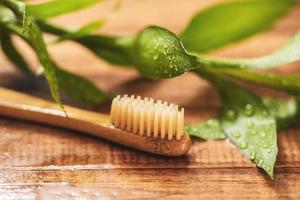 Closeup of bamboo plant and eco friendly toothbrush photo