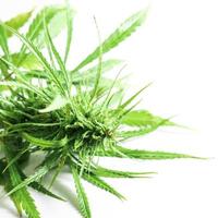 primer plano de la planta de cannabis verde sobre fondo blanco foto
