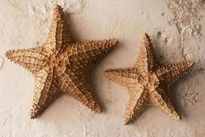 Starfish hanging as decoration on the wall photo
