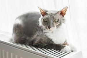 Cute sphynx cat lying on the warm heater photo