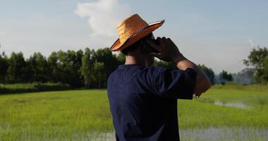 vista traseira do agricultor asiático falando no smartphone no campo de arroz e apontar ao redor com a sensação de chateado video