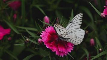 Aporia crataegi Black veined white butterfly on pink carnation flower video