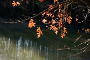 hermoso paisaje forestal de otoño reflejado en un lago tranquilo foto