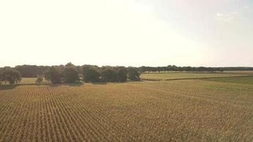 Sonnenlicht scheint auf ein grünes Feld video