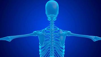 Human Spine Stock Video Footage for Free Download Human Spine Stock Video Footage for Free Download