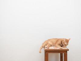 lindo gato color naranja sentado en una silla mirando a la cámara sobre fondo blanco foto