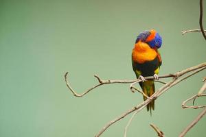 Small parrots stand on the branch against green background with copy space photo