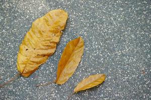 Dry brown leaf on wooden background photo