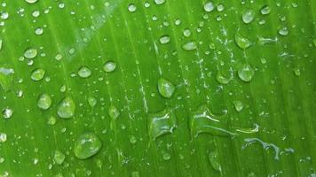 fondo de hoja de plátano con gotas de lluvia para su diseño gráfico, banner, sitio web o presentación. foto