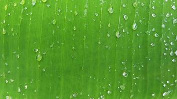 Green banana leaf horizontal background with raindrops for your graphic design, banner, website or presentation. photo