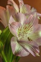 Peruvian lily . Oblique view . Close up photo