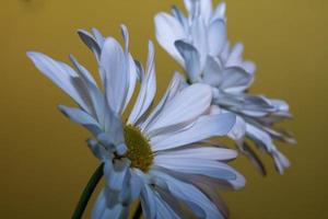 Two Common Daisies . View fro the side photo