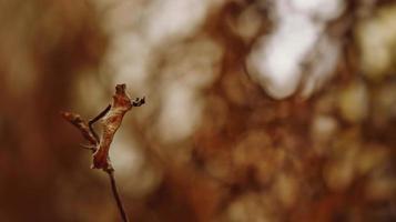 Closeup Of Dried Leaves and Twigs In Forest in Karachi Pakistan 2022 photo