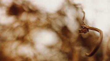 Closeup Of Dried Leaves and Twigs In Forest in Karachi Pakistan 2022 photo