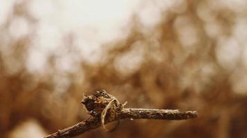 Closeup Of Dried Leaves and Twigs In Forest in Karachi Pakistan 2022 photo