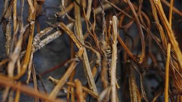 Closeup Of Dried Leaves and Twigs In Forest in Karachi Pakistan 2022 photo