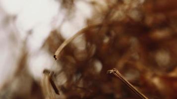 Closeup Of Dried Leaves and Twigs In Forest in Karachi Pakistan 2022 photo