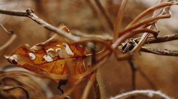 Closeup Of Dried Leaves and Twigs In Forest in Karachi Pakistan 2022 photo