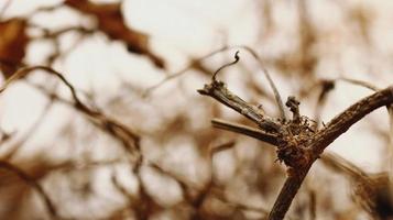 Closeup Of Dried Leaves and Twigs In Forest in Karachi Pakistan 2022 photo