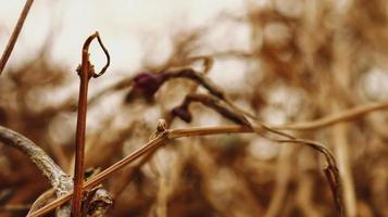 Closeup Of Dried Leaves and Twigs In Forest in Karachi Pakistan 2022 photo