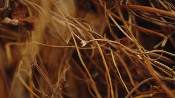 Closeup Of Dried Leaves and Twigs In Forest in Karachi Pakistan 2022 photo