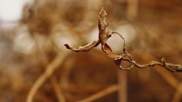 Closeup Of Dried Leaves and Twigs In Forest in Karachi Pakistan 2022 photo