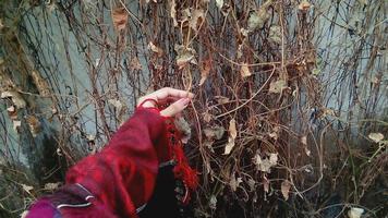 Woman Holding Dried Leaves In Karachi Pakistan 2022 photo