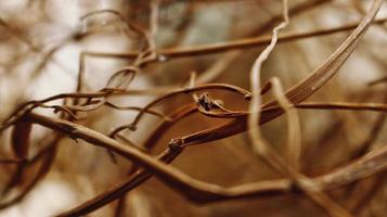 Closeup Of Dried Leaves and Twigs In Forest In Karachi Pakistan 2022 photo