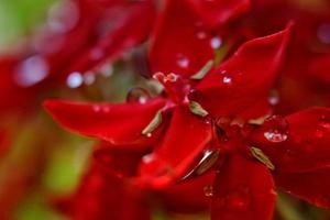 Closeup Of Dew Drops on Red Flower in Karachi Pakistan 2022 photo