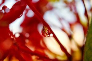 Closeup Of Dew Drops on Red Flower in Karachi Pakistan 2022 photo