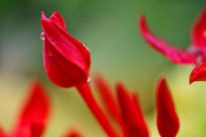 Closeup Of Dew Drops on Red Flower in Karachi Pakistan 2022 photo