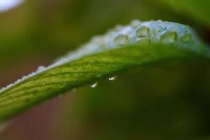 Closeup Of Green Leaves In Garden in Karachi Pakistan 2022 photo