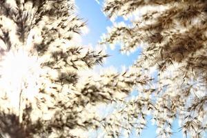 Plants With Sky Background and Sun Flares In Karachi Pakistan 2022 photo