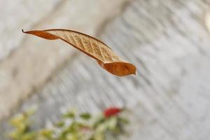 Dry Leaf Falling From Tree In Mid Air Shot In Karachi Pakistan 2022 photo