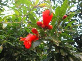 Closeup Shots Of Bright Colorful Flowers in Botanical Garden in Karachi Pakistan 2022 photo