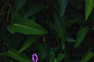 Green Leaves In The Garden In Karachi Pakistan 2022 photo