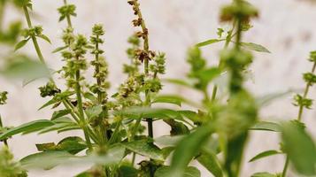 Green Leaves In The Garden In Karachi Pakistan 2022 photo
