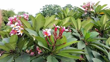 flores de árbol frangipani floreciendo sobre un fondo de cielo y nubes blancas video