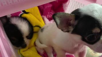 porträtt av en chihuahua hund valp, chihuahuas är attraktiv och charmig. video