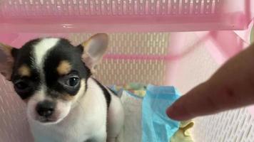 Porträt eines Chihuahua-Hundewelpen, Chihuahuas sind attraktiv und charmant. video