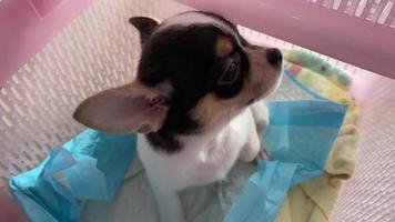 porträtt av en chihuahua hund valp, chihuahuas är attraktiv och charmig. video