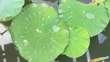 naturlig morgon- dagg på lotus blad video