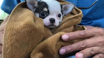 portrait d'un chiot chihuahua, les chihuahuas sont attrayants et charmants. video