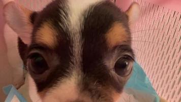 portrait d'un chiot chihuahua, les chihuahuas sont attrayants et charmants. video