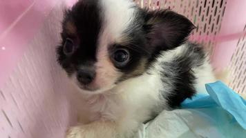 portrait of a chihuahua dog puppy, Chihuahuas are attractive and charming. video