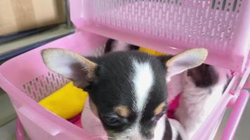 Porträt eines Chihuahua-Hundewelpen, Chihuahuas sind attraktiv und charmant. video