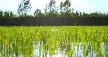 tiro de muñeca, fondo con planta de arroz joven verde fresca en el campo de arroz inundado, movimiento con el viento video