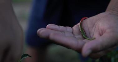 toma en cámara lenta, cierra la mano del joven jardinero colocando el chile en su mano video