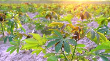 pequeño árbol de yuca en el suelo en un campo de yuca iluminado por el sol amarillo dorado. video